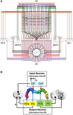 The Topographical Mapping in Drosophila Central Complex Network and Its Signal Routing